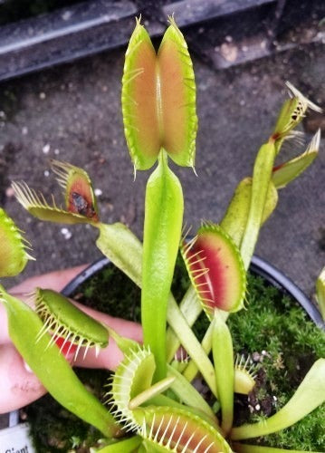 Dionaea muscipula Blezers Giant Venus Flytrap