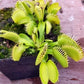Dionaea muscipula Cerberus Venus flytrap
