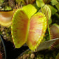 Dionaea muscipula Charlie Mandon Spotted Venus flytrap