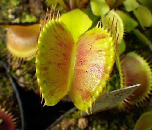 Dionaea muscipula Charlie Mandon Spotted Venus flytrap