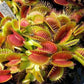 Dionaea muscipula Clumping Venus flytrap