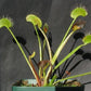 Dionaea muscipula Creeping Death Venus flytrap