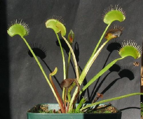 Dionaea muscipula Creeping Death Venus flytrap