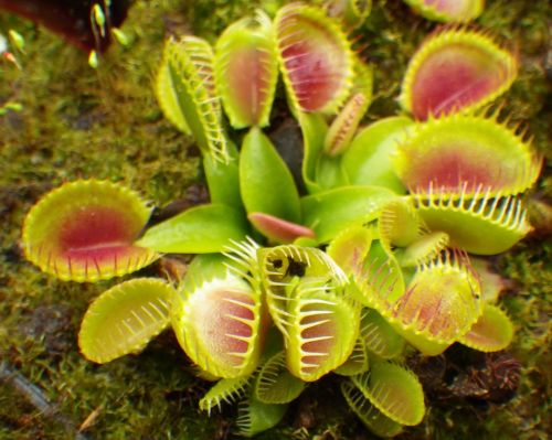 Dionaea muscipula Cup Trap Venus flytrap