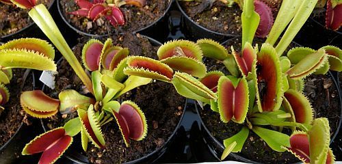 Dionaea muscipula Dentata Venus flytrap