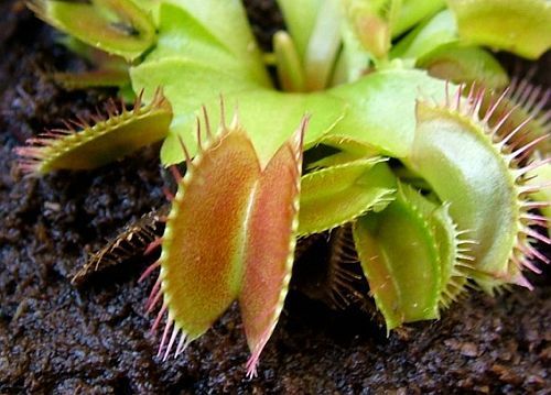 Dionaea muscipula Dingley Giant Venus flytrap
