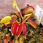 Dionaea muscipula Eyelash Venus flytrap