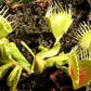Dionaea muscipula Funnel Trap Venus flytrap