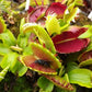 Dionaea muscipula Fused Teeth Extreme Venus flytrap
