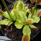 Dionaea muscipula Fussy Teeth Venus flytrap