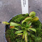 Dionaea muscipula Green Swamp Venus flytrap