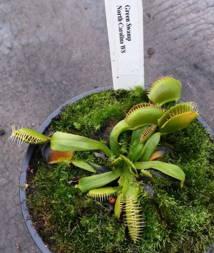 Dionaea muscipula Green Swamp Venus flytrap