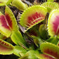 Dionaea muscipula H15 BCP Venus flytrap