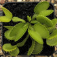 Dionaea muscipula Harmony Venus flytrap