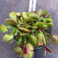 Dionaea muscipula La Grosse Venus fly trap