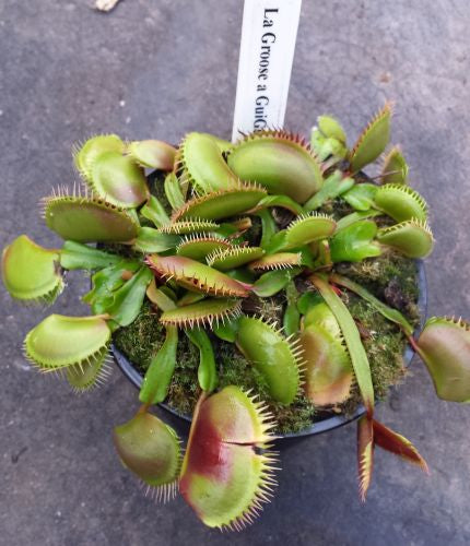 Dionaea muscipula La Grosse Venus fly trap