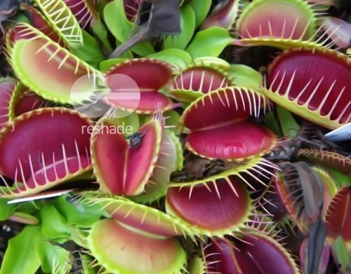 Dionaea muscipula Low Giant Venus Flytrap