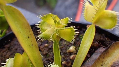 Dionaea muscipula Master of Disaster Venus flytrap