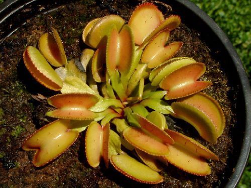Dionaea muscipula microdent Venus flytrap