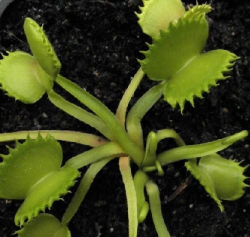 Dionaea muscipula Mirror Venus flytrap