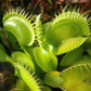 Dionaea muscipula Olive Green Venus flytrap