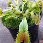 Dionaea muscipula Paradisia Venus flytrap