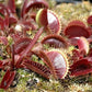 Dionaea muscipula Petite Dragon Venus flytrap