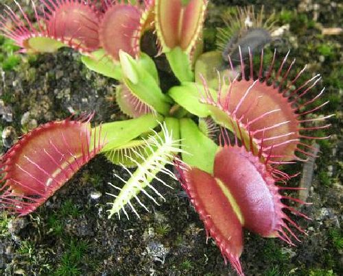 Dionaea muscipula Phalanx Venus flytrap