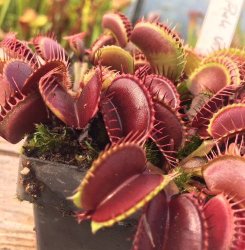 Dionaea muscipula Pink Venus Venus flytrap