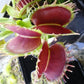 Dionaea muscipula Predator Venus flytrap