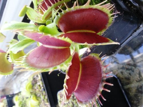Dionaea muscipula Predator Venus flytrap