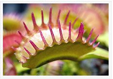 Dionaea muscipula Raptor Venus flytrap