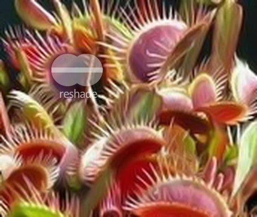 Dionaea muscipula Red Burgundy Venus flytrap