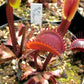Dionaea muscipula Red Piranha Venus flytrap