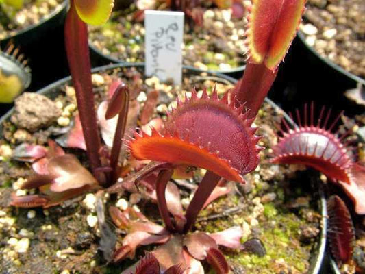 Dionaea muscipula Red Piranha Venus flytrap