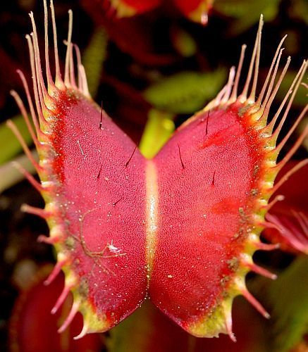 Dionaea muscipula Red Road Oxford Venus flytrap