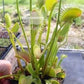 Dionaea muscipula Redline Venus flytrap
