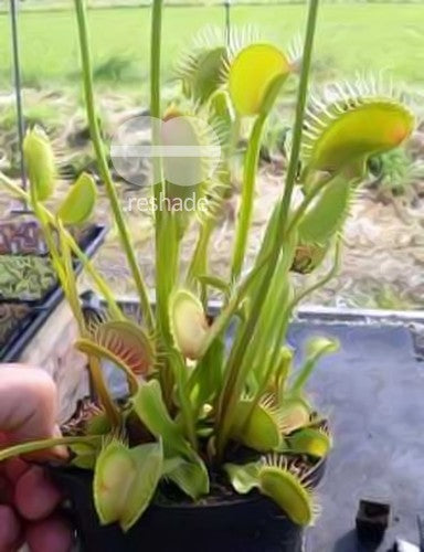 Dionaea muscipula Redline Venus flytrap