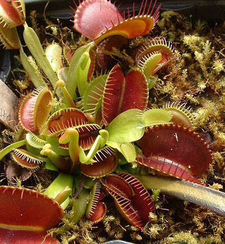 Dionaea muscipula Rouge Sombre Venus flytrap