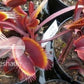 Dionaea muscipula Royal Red Venus flytrap