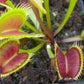 Dionaea muscipula SL15 Venus flytrap