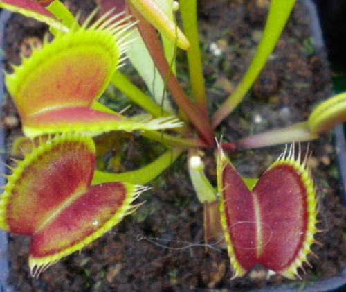 Dionaea muscipula SL15 Venus flytrap