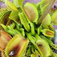 Dionaea muscipula scale stem Venus