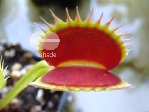 Dionaea muscipula Shark Teeth Venus flytrap