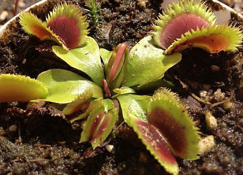 Dionaea muscipula Short Teeth Venus flytrap