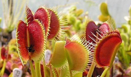 Dionaea muscipula spider Venus flytrap