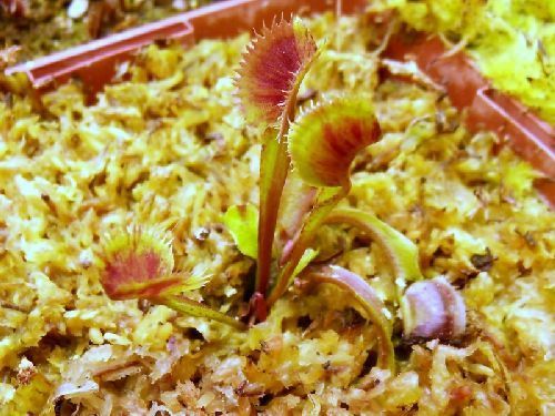 Dionaea muscipula Spotty Venus flytrap