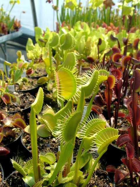 Dionaea muscipula Switzerland Giant Venus flytrap