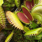 Dionaea muscipula Tiger Fangs Venus flytrap