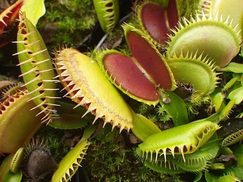 Dionaea muscipula Tiger Fangs Venus flytrap